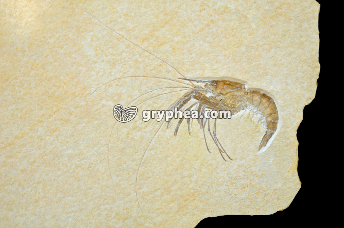 Crevette fossilisée - gryphea.org